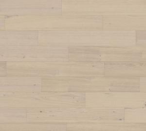 silk oak
